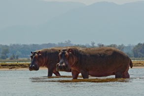 Hippos on the Mana Canoe Trail
