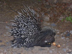 Charlie the porcupine at Ongava Tented Camp