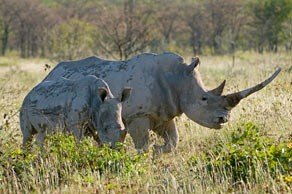 Black Rhinos at Ongava