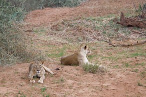 Lionesses at Pafuri camp