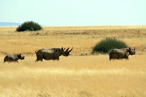 Black Rhinos at Palmwag