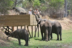 Elephants at camp - Ruckomechi