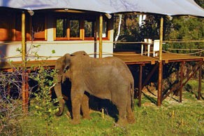 Elephant visiting Toka Leya