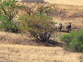 Black Rhinos at Desert Rhino Camp