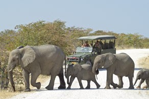 Elephants at Ongava