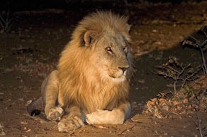 Lion at Ongava