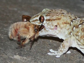 Bibron's Gecko with a kill