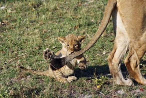 Lions Killed Near Hwange After They Predate A Cow 09Oct-Mombo3