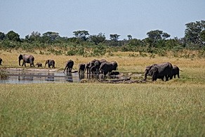 Elephants at Davison's Camp in Zimbabwe