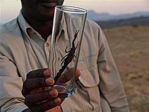 Parabuthus scorpion at Doro Nawas