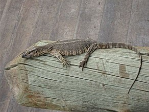 Monitor lizard at Doro Nawas