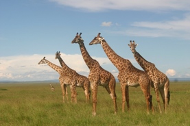 Giraffes in the Masai Mara at Governors Camp