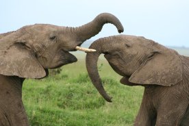 Elephants at Governors Camp
