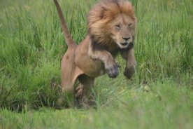 Male lion in the Mara