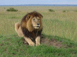 Male lion in the Mara at Governors