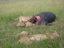 Lions with a buffalo kill in the Mara