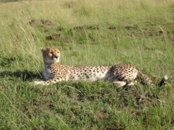 Cheetah in the Masai Mara