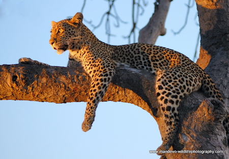 Ntombi leopardess at Kings Camp