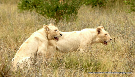 White lion cubs at Kings Camp