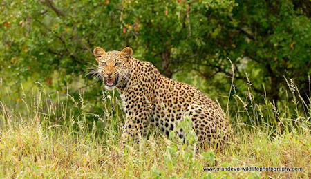 Male leopard yawning