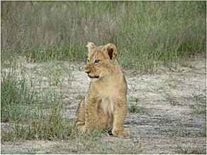 Lion cub at Little Makalolo camp
