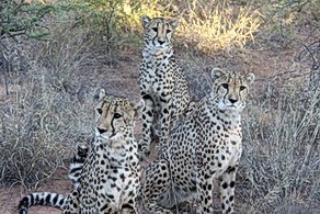 Cheetah trio at Little Ongava