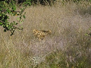 Leopard watching at Ongava