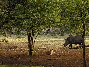 Lions watch a rhino at Ongava