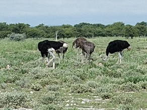 Ostriches grazing at Ongava