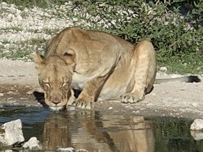 Lioness at Ongava waterhole
