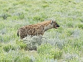 Hyena on the hunt at Ongava