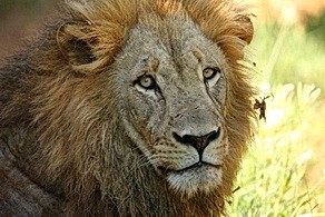 Male lion at Pafuri camp