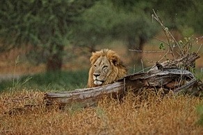 Male lion at Pafuri camp