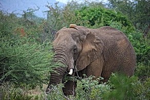 Elephant at Pafuri