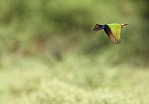 White-fronted Bee-eater at Pafuri