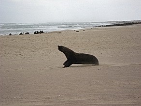 Cape Fur Seal at Skeleton Coast
