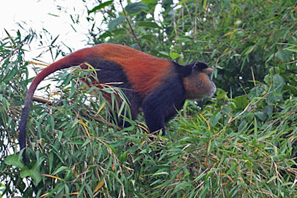 Golden Monkey at Sabyinyo in Rwanda