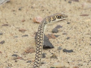 Dwarf Beaked snake at Skeleton Coast