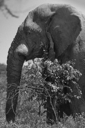 Elephant at Andersson's Camp