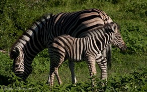 Zebra at Andersson's Camp