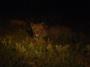 Leopard seen at Chelinda Lodge