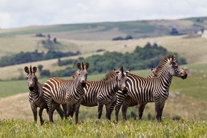 Zebra at Chelinda Lodge