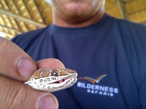 Snake found at Damaraland Camp