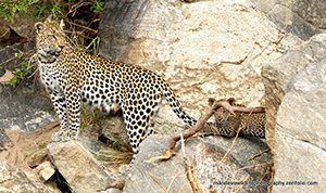 Leopard with new cub at Kings Camp