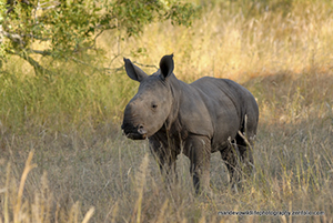 Rhino calf at Kings Camp