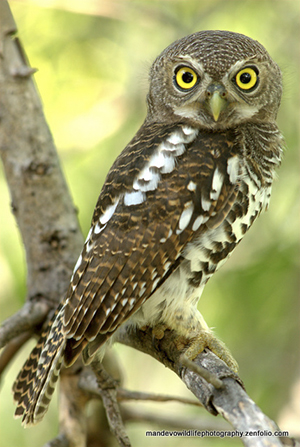 The African Barred Owlet at Kings Camp 