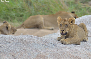 Lion cubs at Leopard Hills