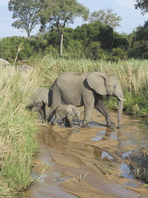 Elephant family at Leopard Hills