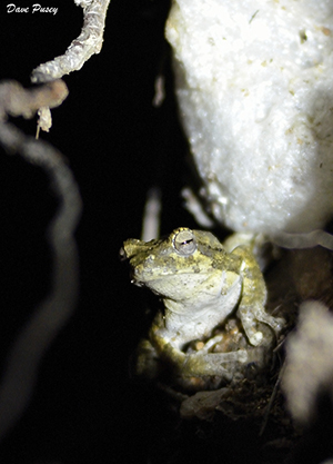 female foam nest frog