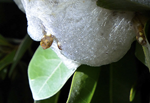Little foam nest tadpole
